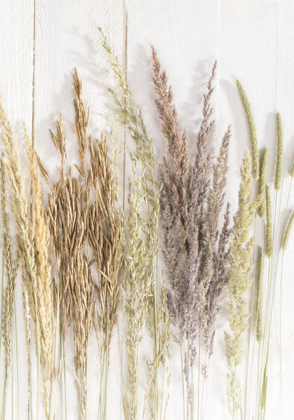 Butterfly Golden Harvest Nature A/4 elastic folder